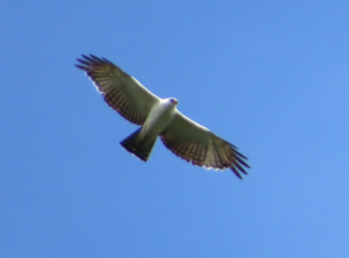 Black-and-white Hawk-Eagle - ML477517461