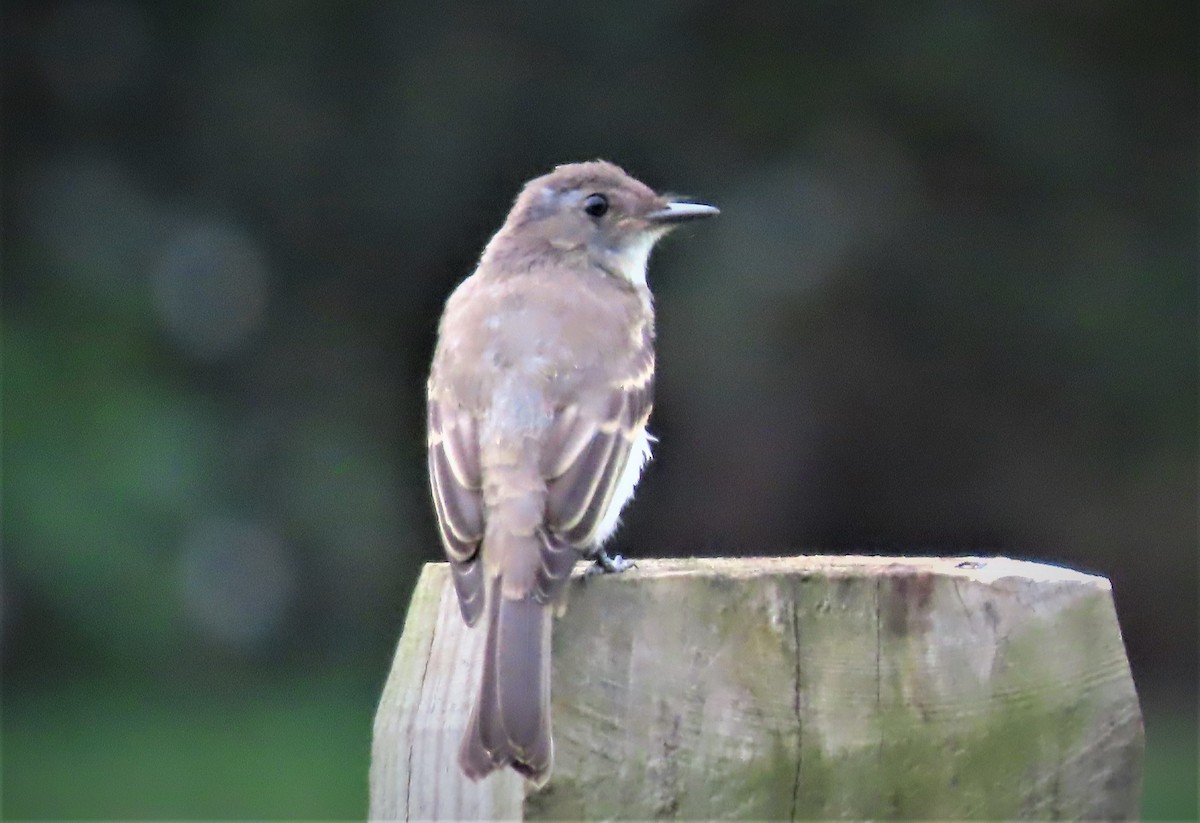 Eastern Phoebe - ML477517511
