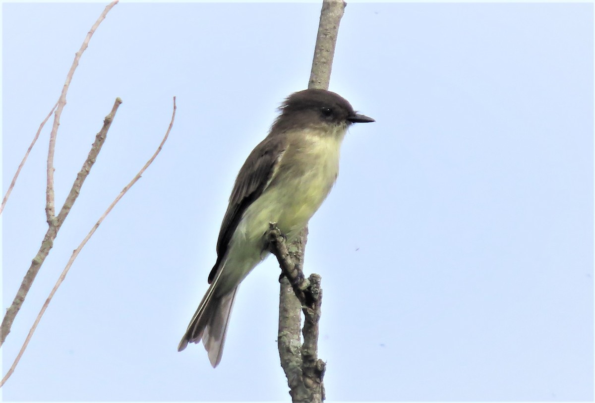 Eastern Phoebe - ML477517541