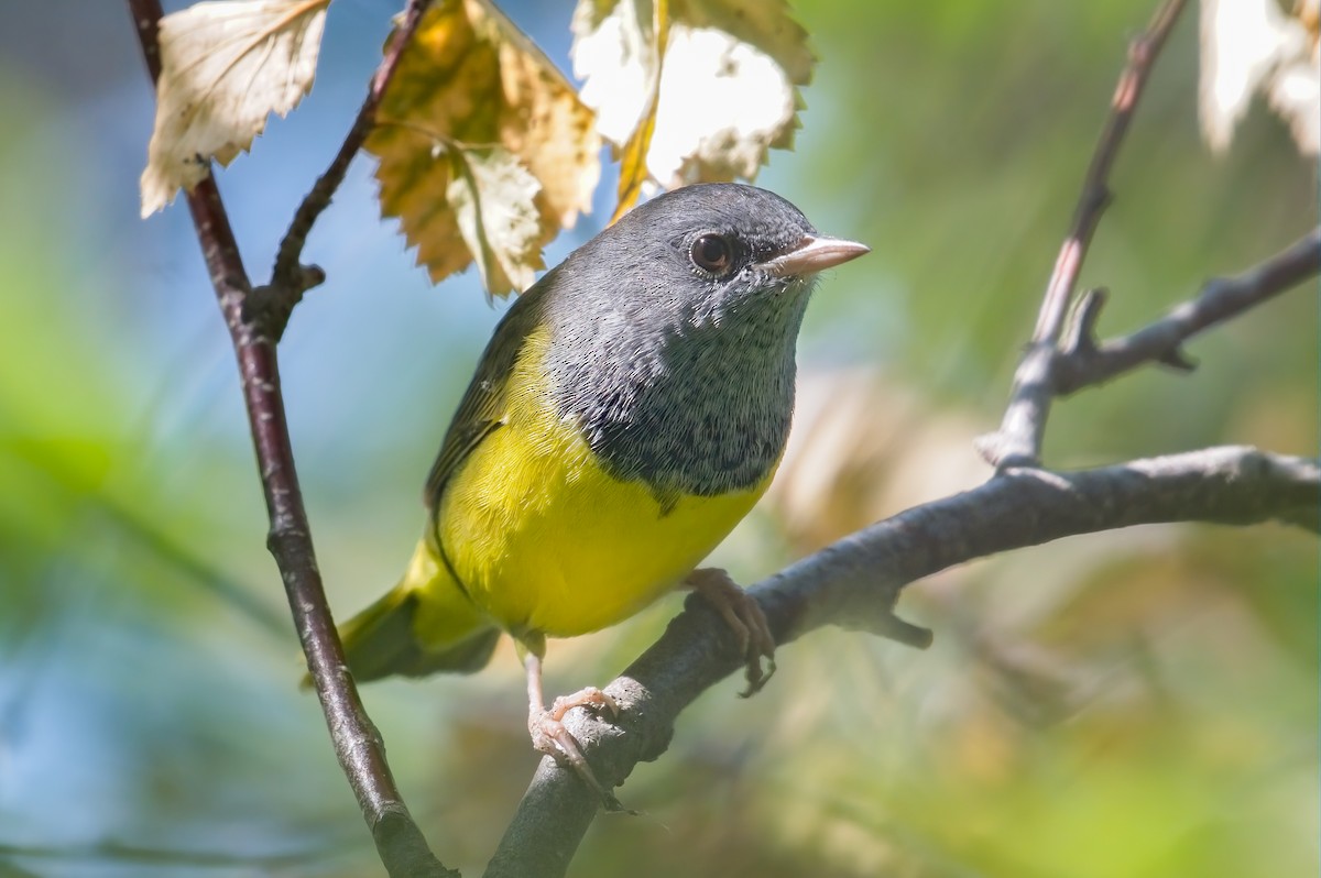 MacGillivray's/Mourning Warbler - Calvin S