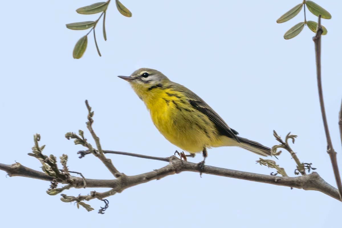 Prairie Warbler - ML477519151