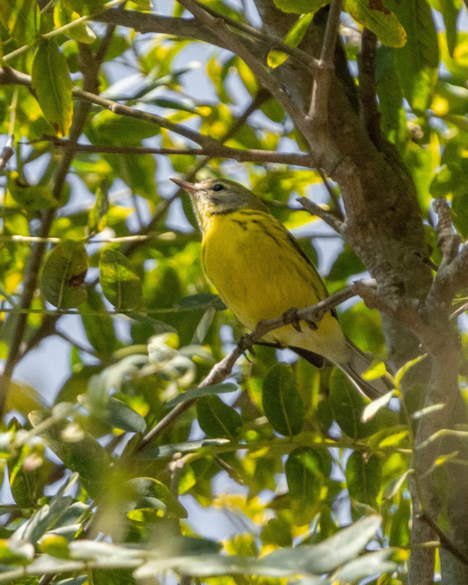 Prairie Warbler - ML477519161