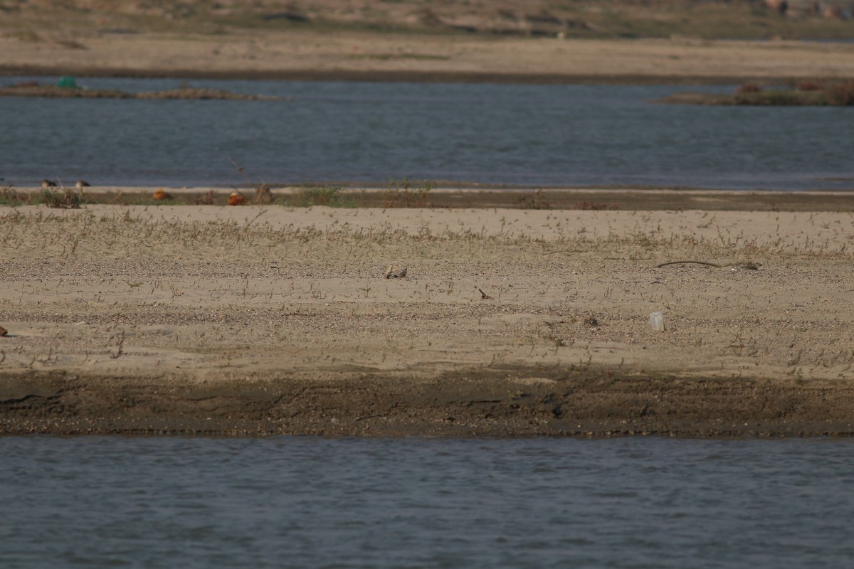 Small Pratincole - Ian Ren