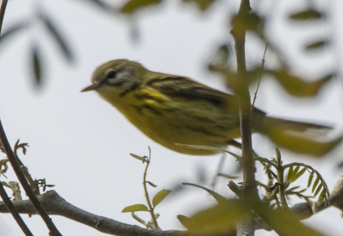 Prairie Warbler - ML477520511