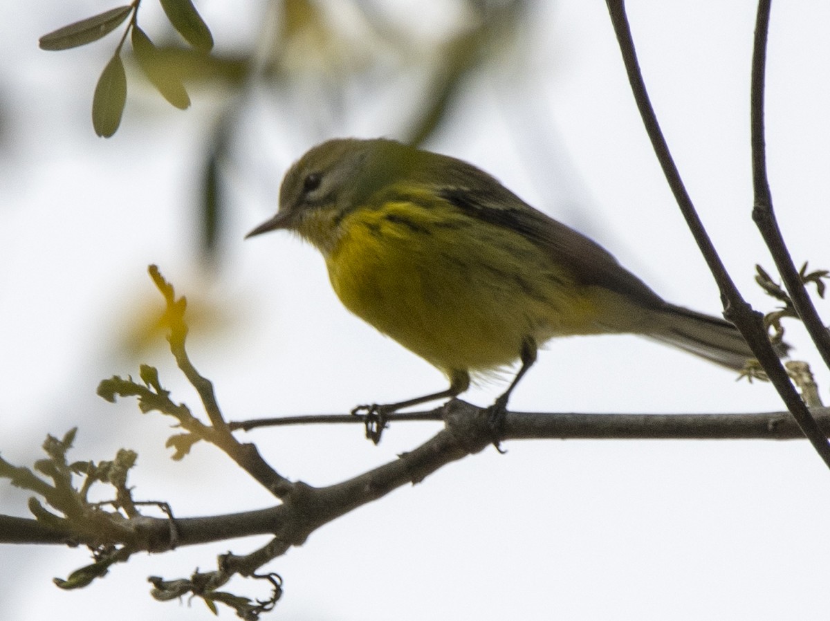Prairie Warbler - ML477520521