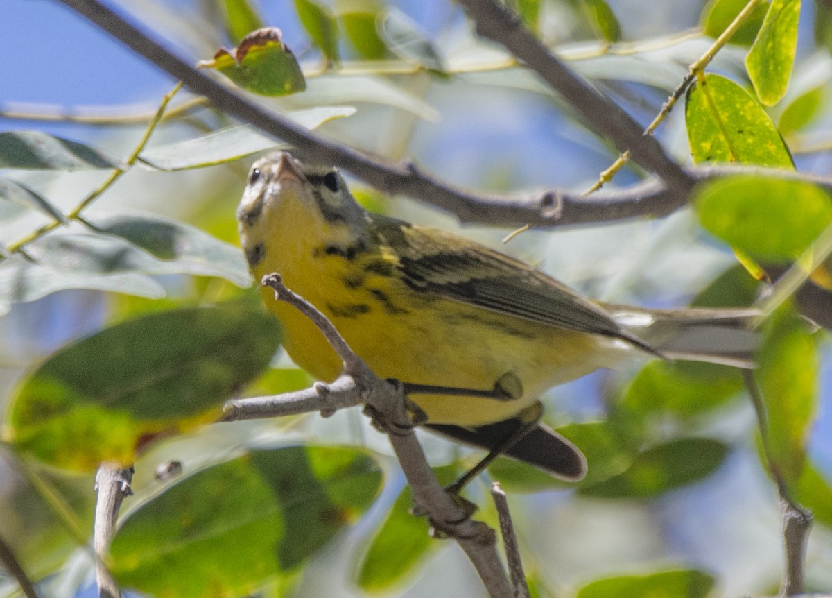 Prairie Warbler - ML477520531