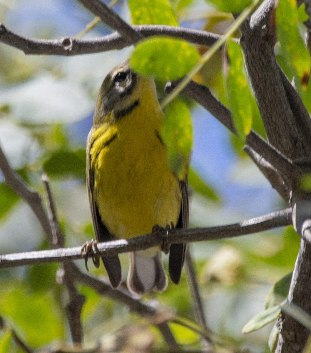 Prairie Warbler - ML477520541