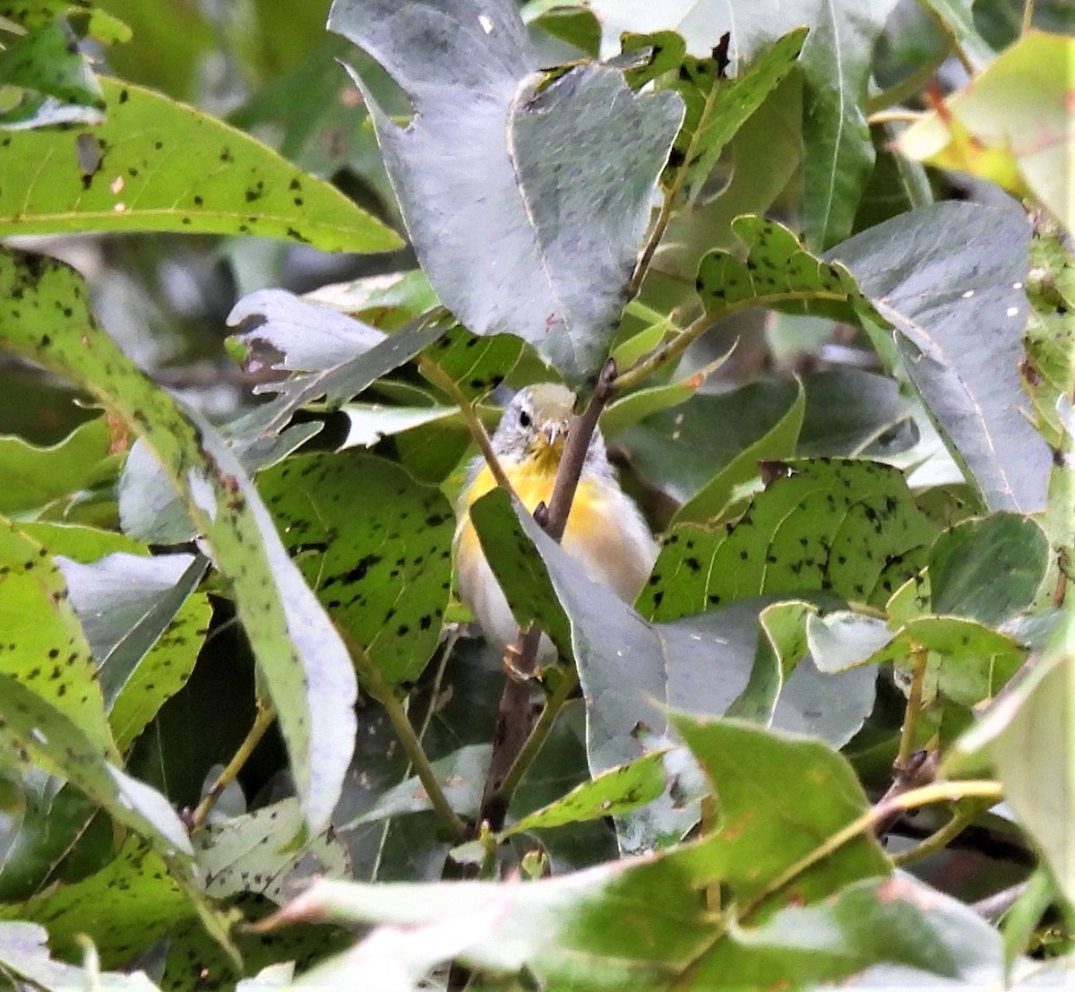 Northern Parula - ML477521401