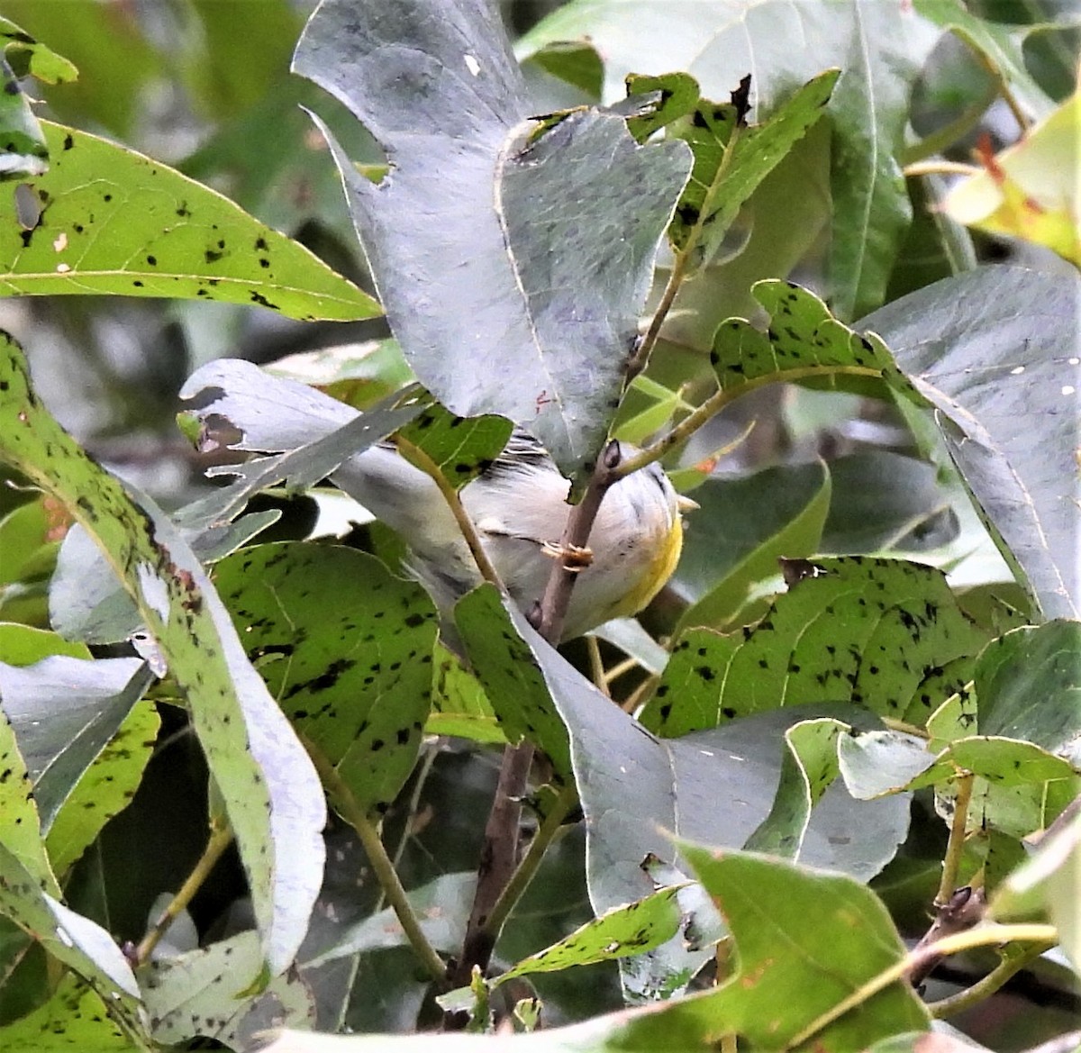 Northern Parula - ML477521411