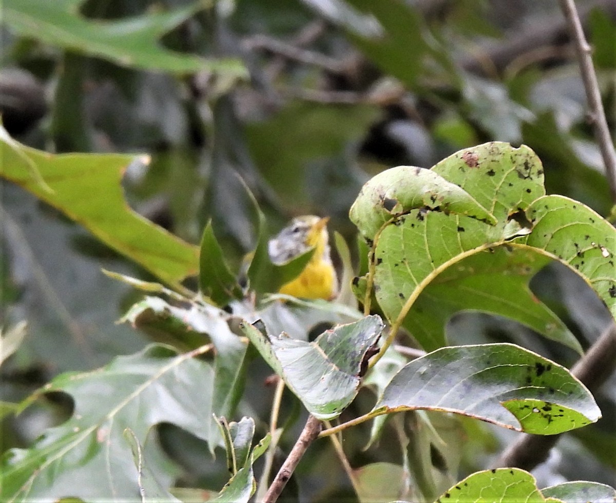 Northern Parula - ML477521421