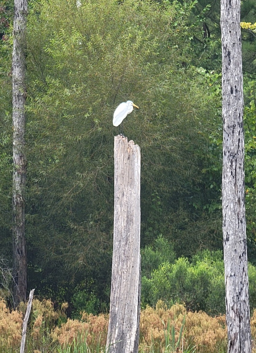 Great Egret - ML477524091