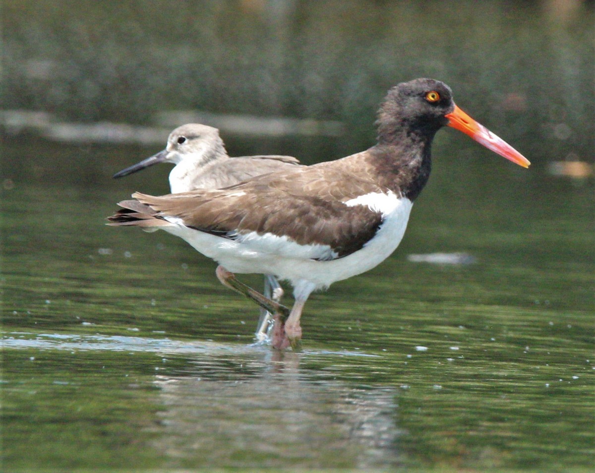 American Oystercatcher - Jeffrey McCrary