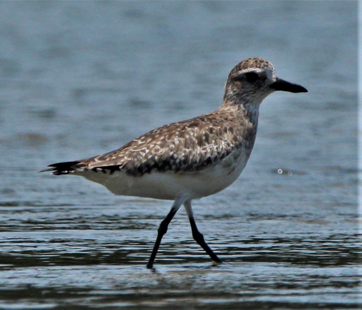 Black-bellied Plover - ML477526001