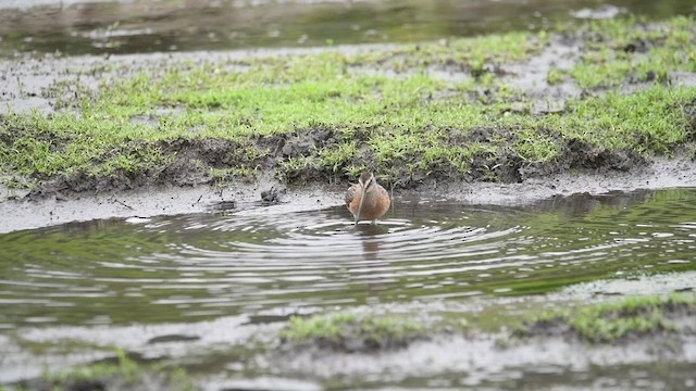 Short-billed Dowitcher - ML477526171