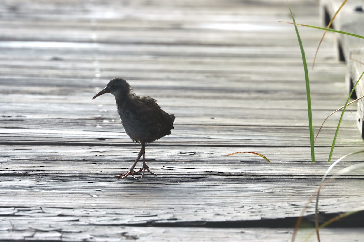 Virginia Rail - ML477526511