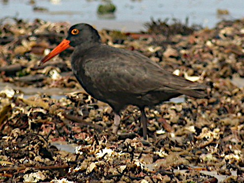 Sooty Oystercatcher - Peter Woodall