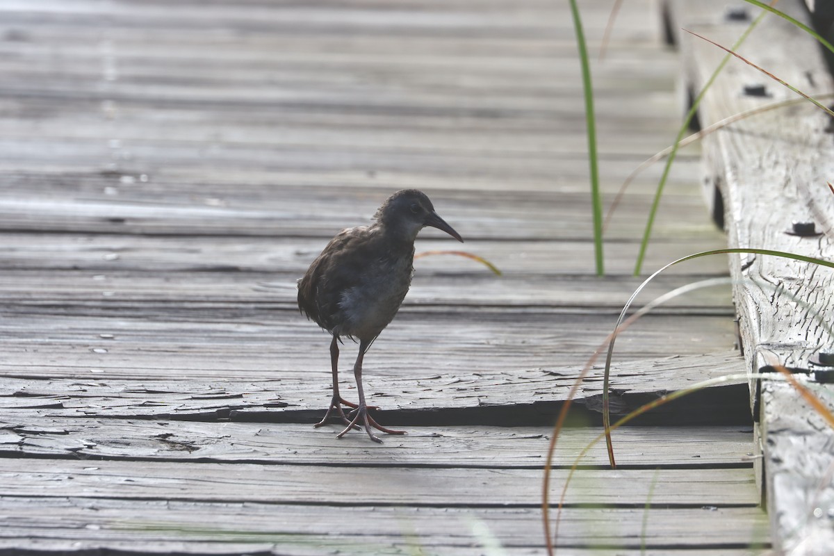 Virginia Rail - ML477526871