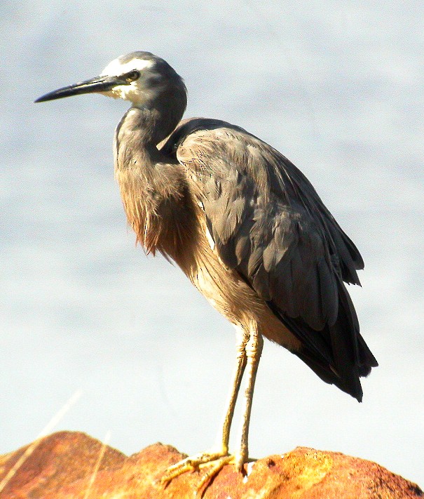 White-faced Heron - ML477527251