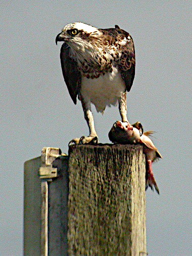 Osprey (Australasian) - Peter Woodall