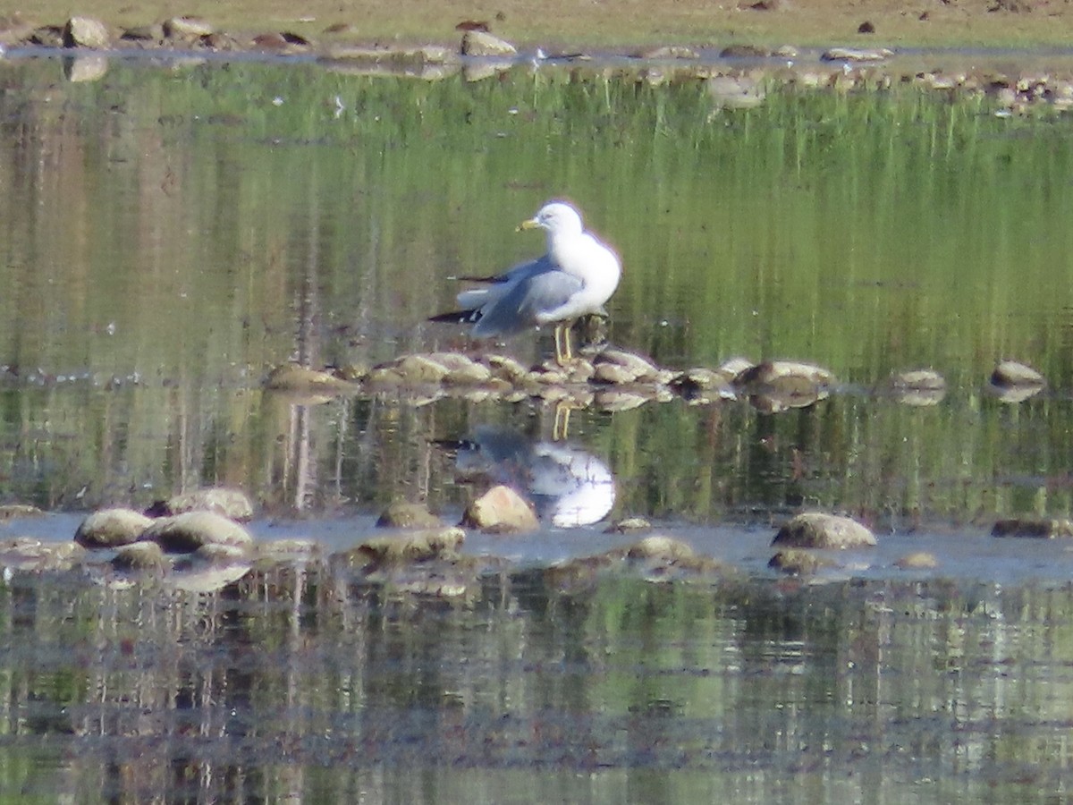 Ring-billed Gull - ML477527561