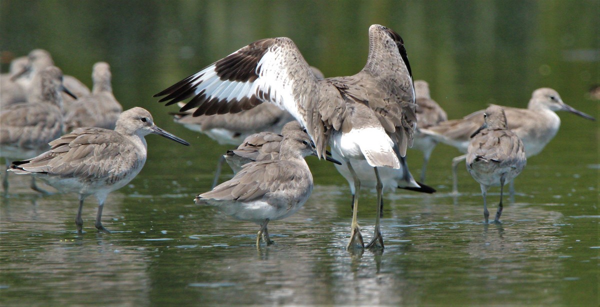 Willet - Jeffrey McCrary