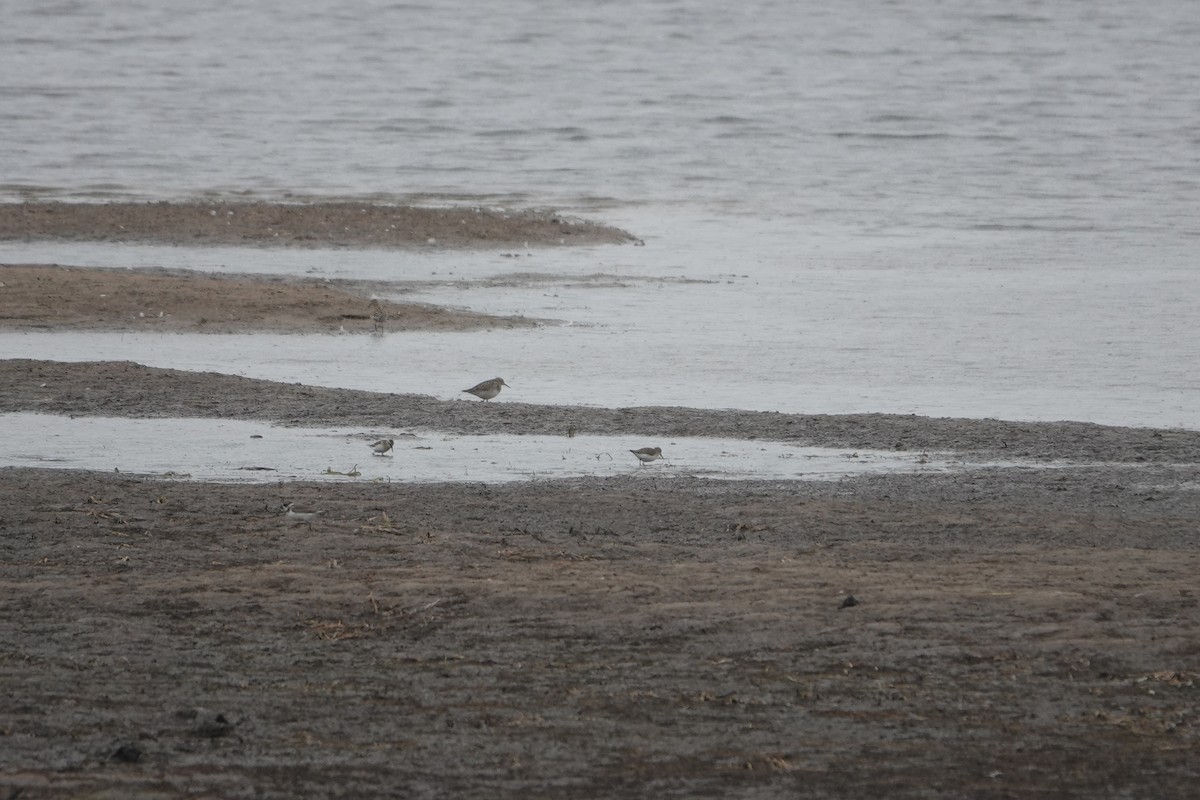 Graubrust-Strandläufer - ML477528751