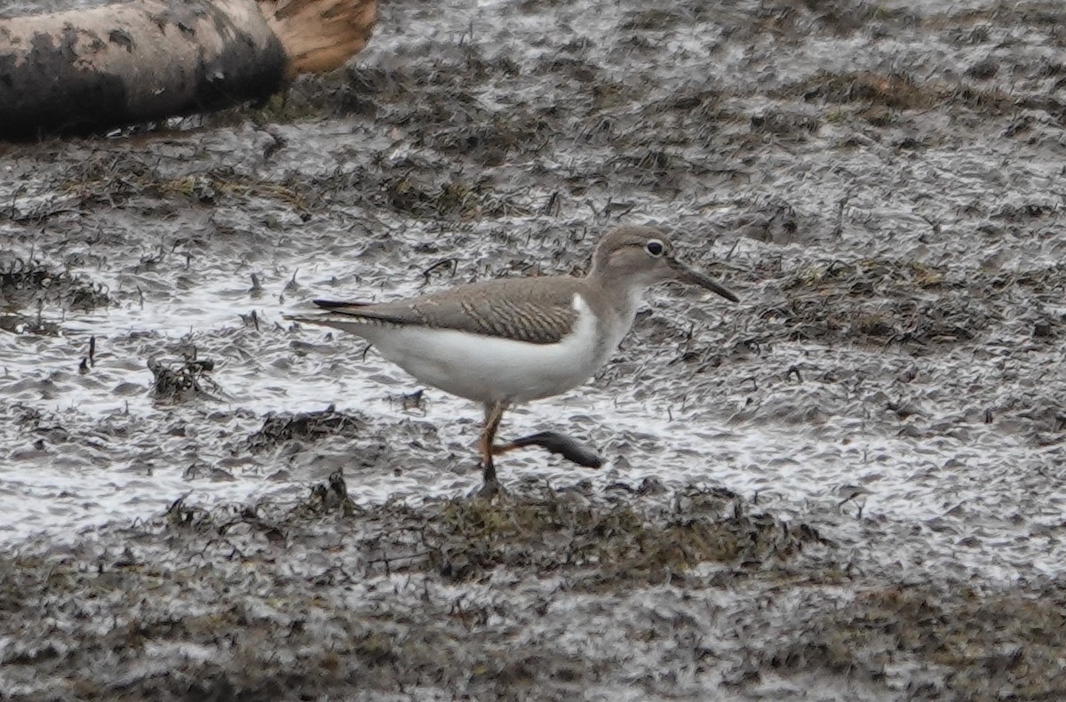 Spotted Sandpiper - ML477528881