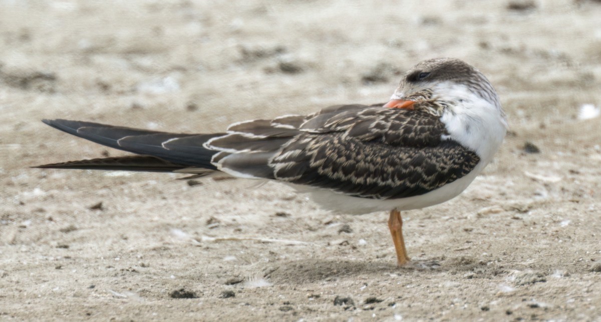 Black Skimmer - ML477529951