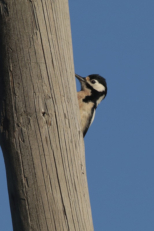 Great Spotted Woodpecker - ML47753251