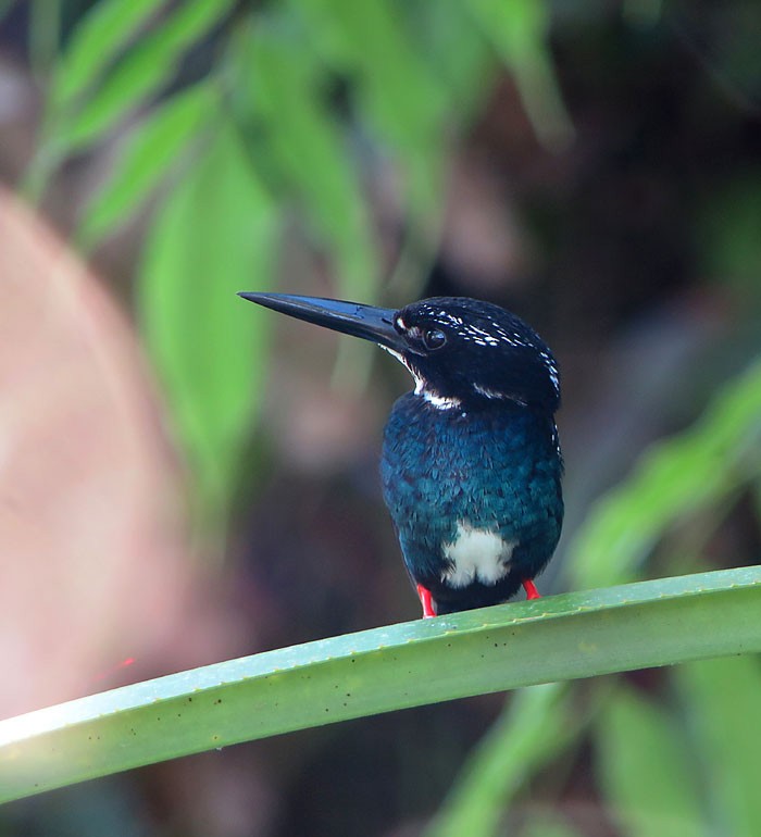 Southern Silvery-Kingfisher - Wayne Gillatt