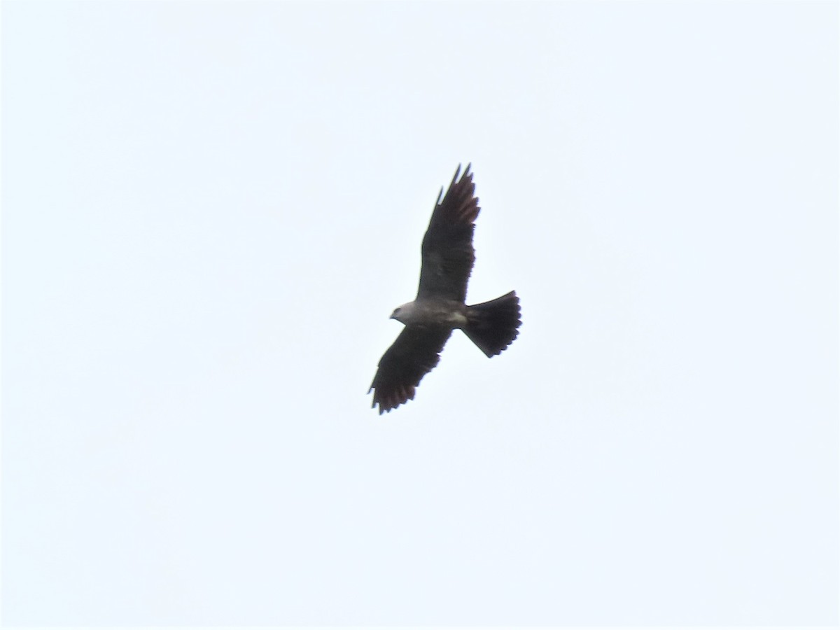 Mississippi Kite - ML477533011