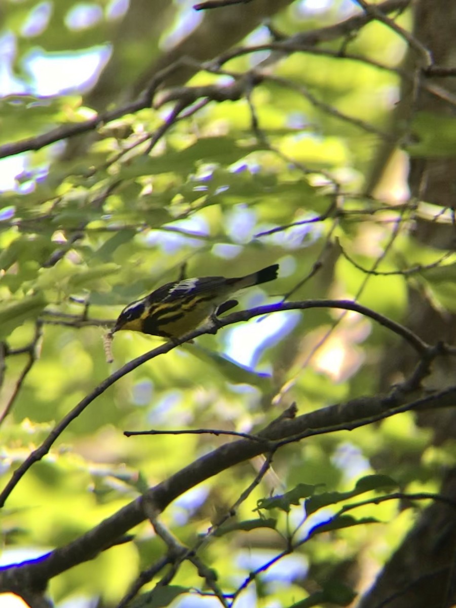 Magnolia Warbler - ML477533201