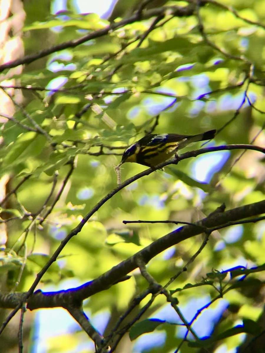 Magnolia Warbler - ML477533211