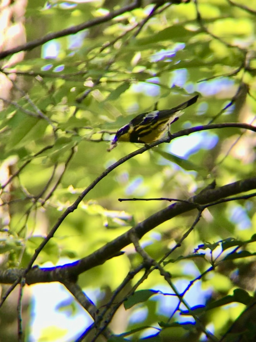 Magnolia Warbler - ML477533221