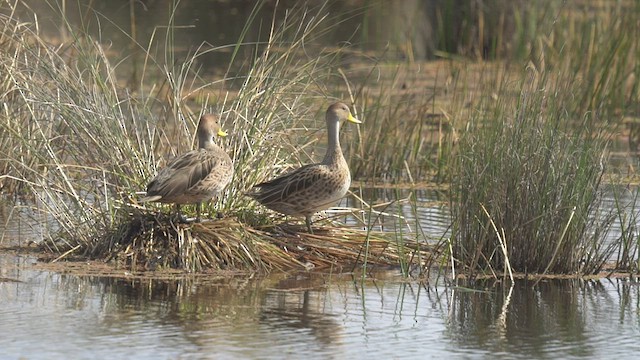 Yellow-billed Pintail - ML477536131