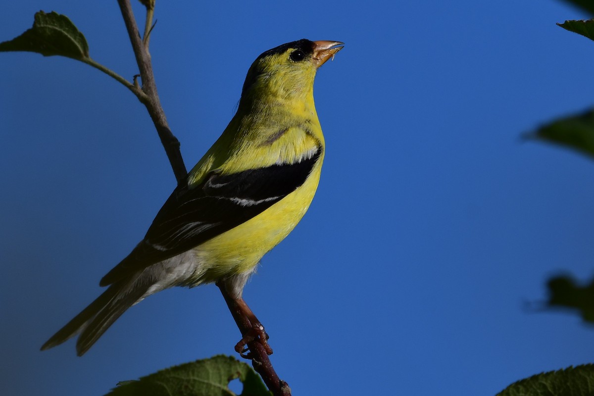 American Goldfinch - Paul Herwood