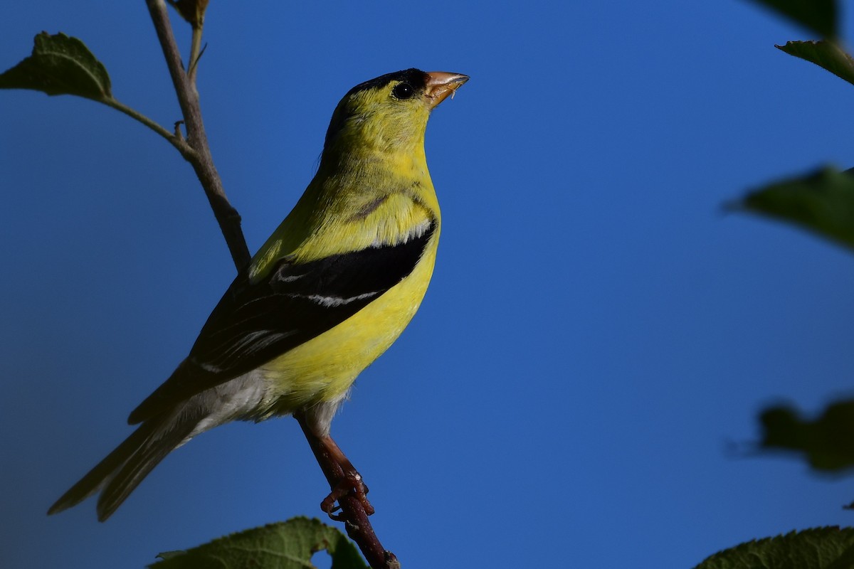American Goldfinch - Paul Herwood