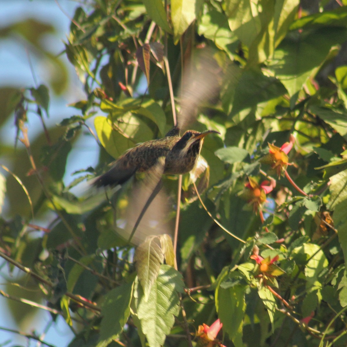 kolibřík šupinkohrdlý - ML477538571