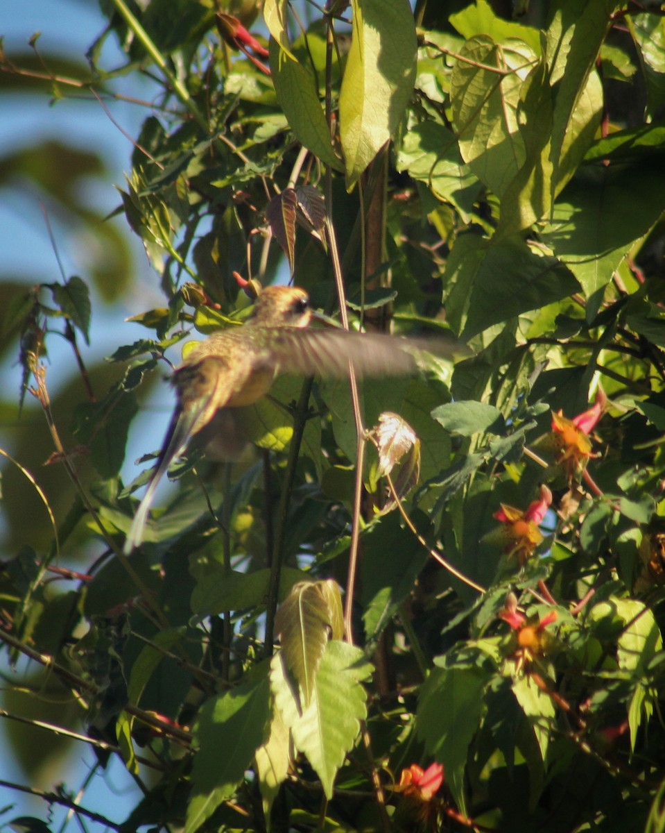Чешуегорлый колибри-отшельник - ML477538581