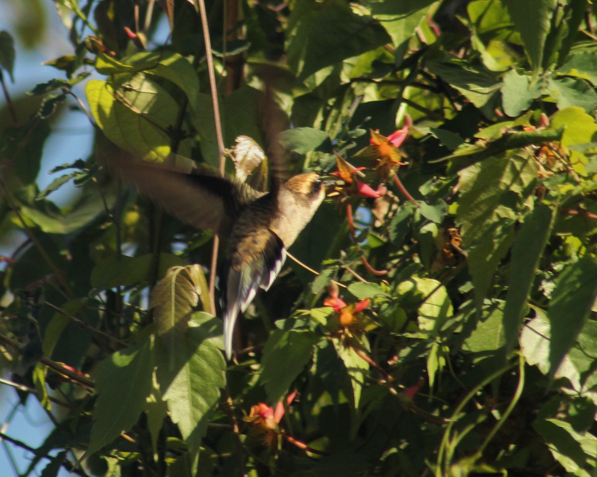 kolibřík šupinkohrdlý - ML477538591