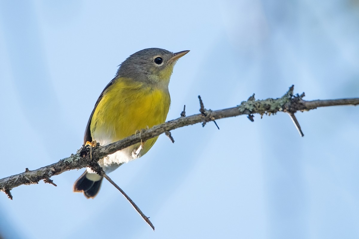 Magnolia Warbler - ML477540191