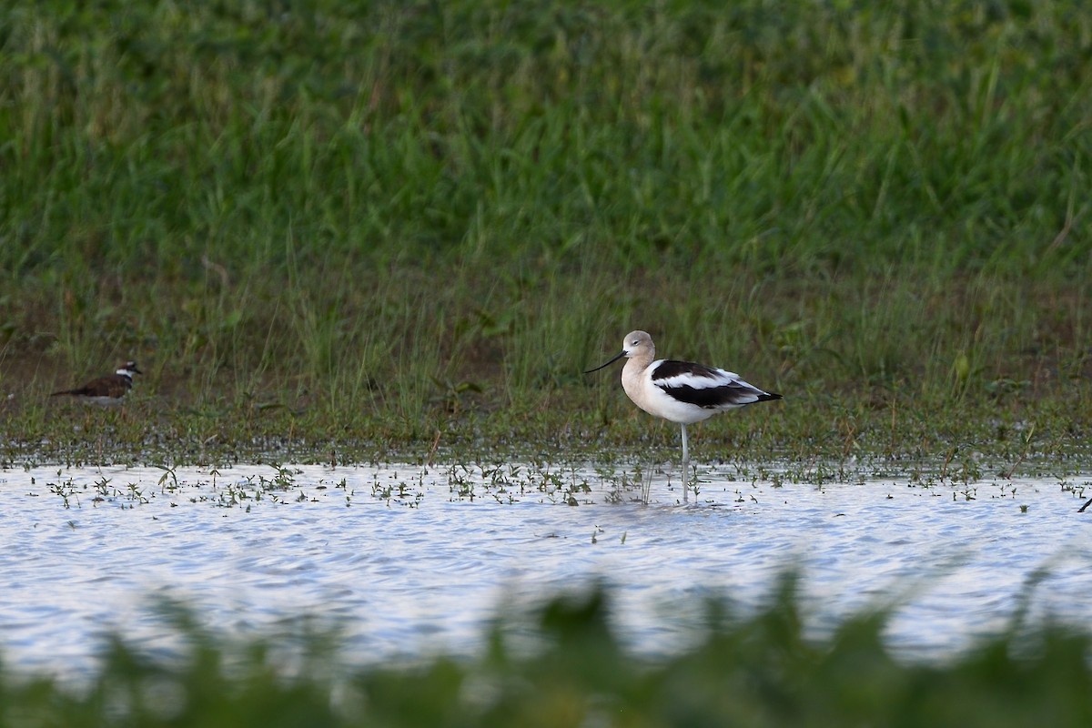 Braunhals-Säbelschnäbler - ML477540561