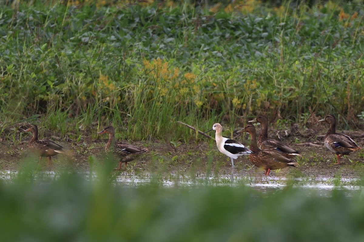 Avocette d'Amérique - ML477540581