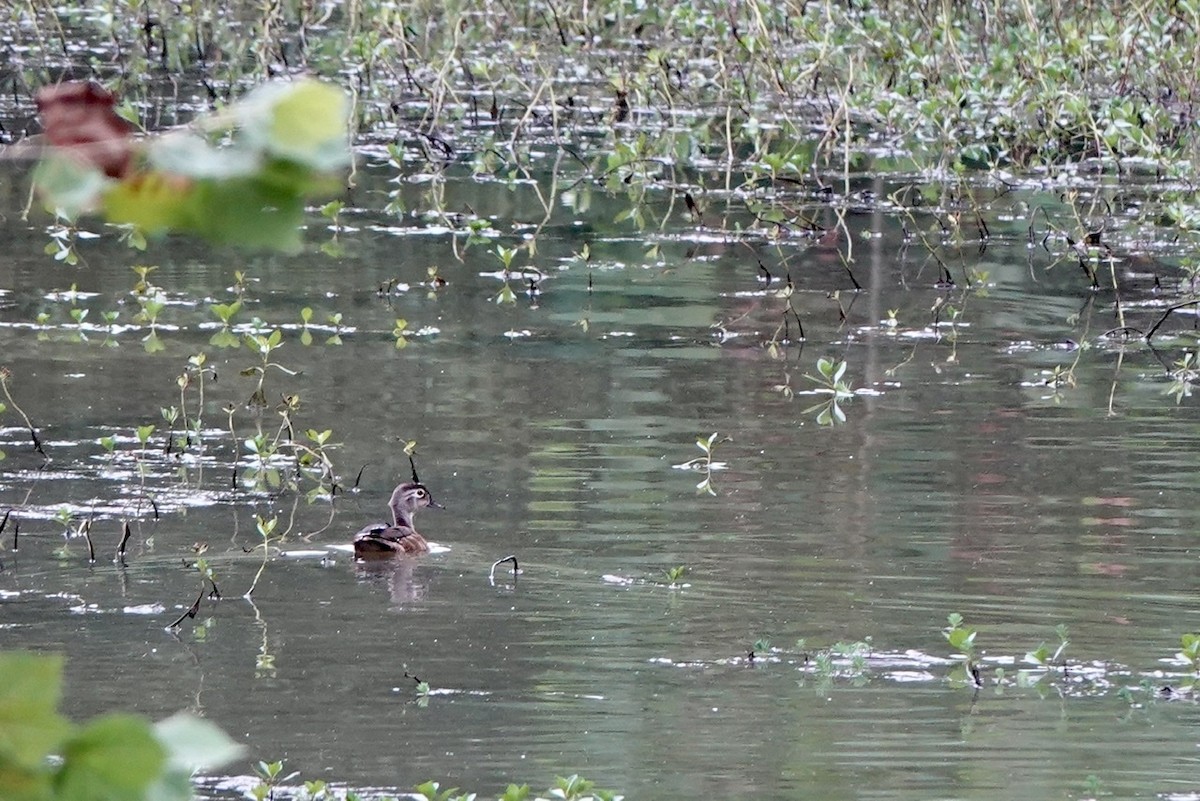Wood Duck - ML477541241