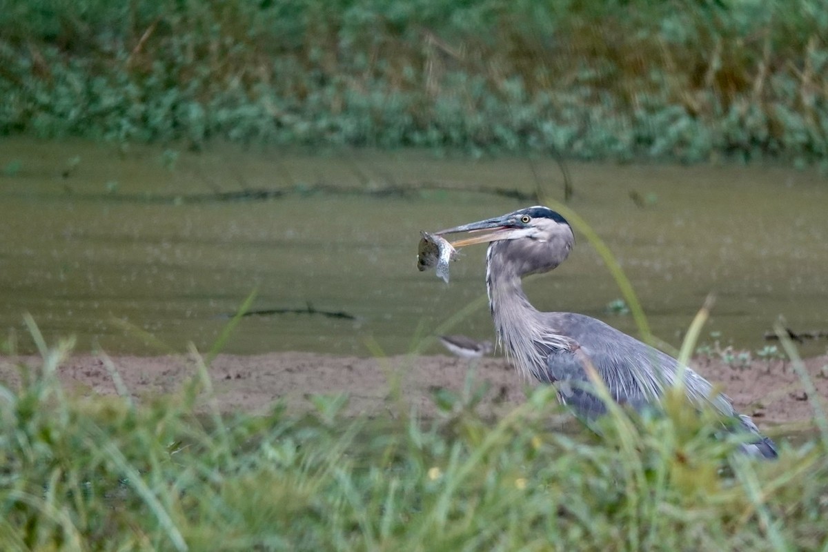 Great Blue Heron - ML477541551