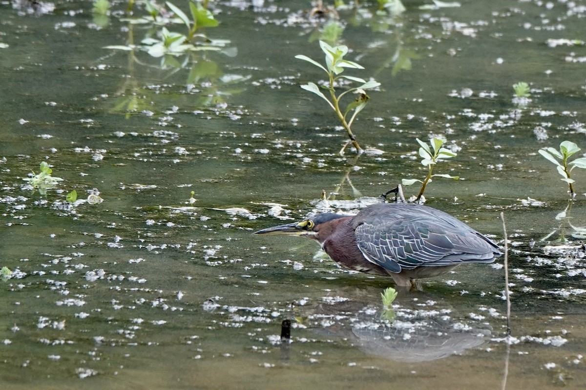 Green Heron - ML477541631