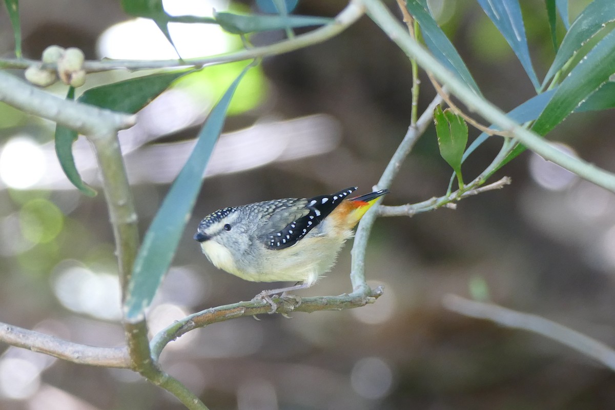 Spotted Pardalote - ML477542781