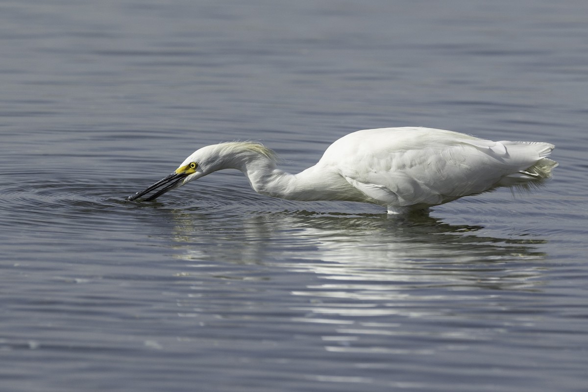 Snowy Egret - ML477542791