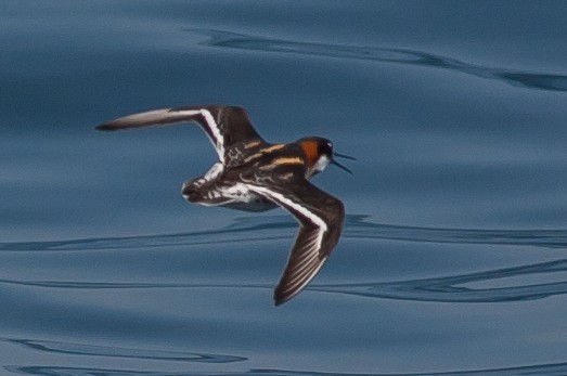 Red-necked Phalarope - ML477543771