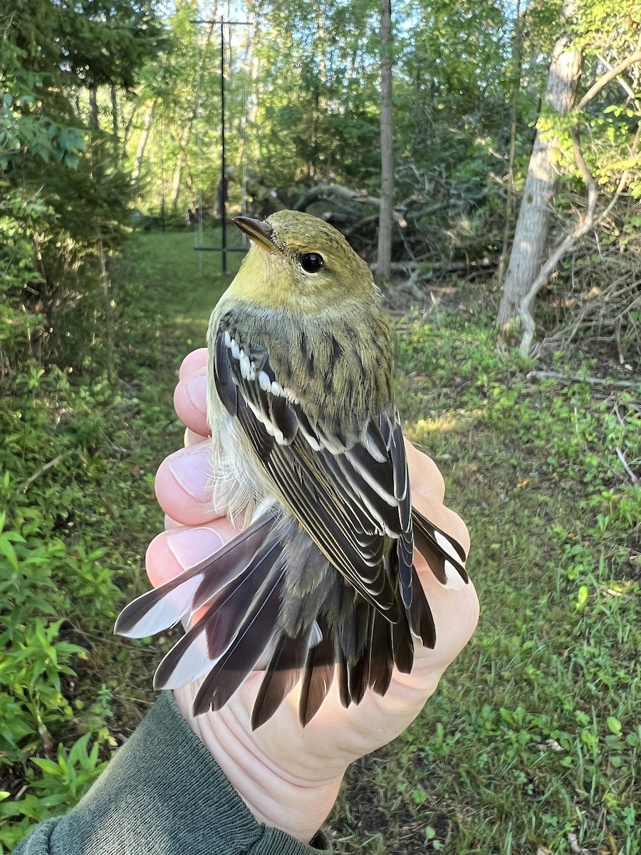Blackpoll Warbler - Noah Price